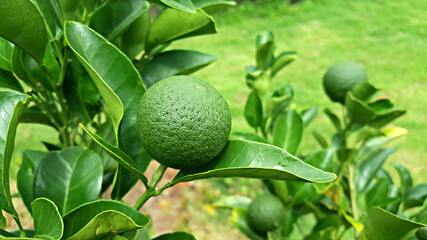 한국 제주도 대표 과일 귤이 익기 전 청귤 푸른귤