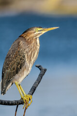 Green Heron (Butorides virescens) in Bolsa Chica Ecological Reserve, California, USA