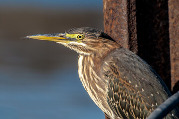 Green Heron (Butorides virescens) in Bolsa Chica Ecological Reserve, California, USA