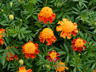 Tagetes patula - French Marigold 'Orange Flame' or Dwarf double Marigold, two-tone flowers with red ligulate petals surrounding a large yellow inflorescence in the centre