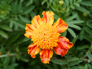 Tagetes patula - Dwarf double Marigold or Orange flame marigold, bright orange plume with brown frill