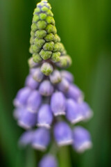 Muscari is a genus of bulbous plants in the Asparagus family