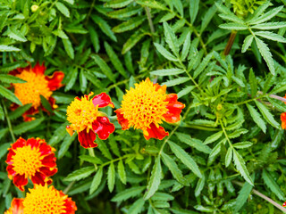 (Tagetes patula) Dwarf double Marigold or Orange flame marigold, profusion of blooms