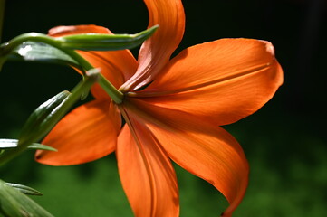 Rot Orange Lilie - Red Orange Lily © mstruwe