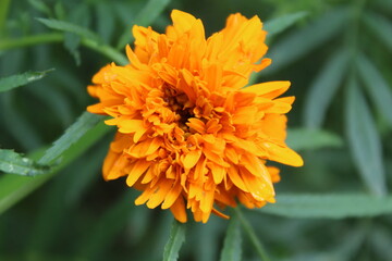 Marigold Flower