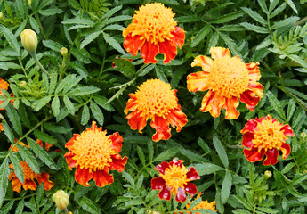 Tagetes patula - French Marigold or Dwarf double Marigold, flowerbed of brillant shades of golden color, red, yellow, and orange florets
