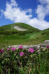 Rhododendron in the Carpathian Mountains