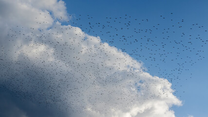 Fototapeta premium Many birds fly in flock in cloudy sky.