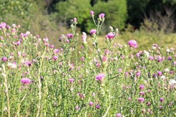 Blooming thistle in the meadow in summer