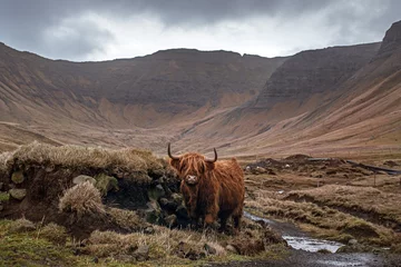 Crédence de cuisine en verre imprimé Highlander écossais The Faroe Islands highland cow
