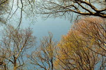 The beginning of spring - deciduous buds on trees.