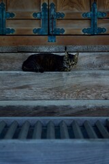 大本山護国寺　薬師堂の猫と賽銭箱
キジトラ猫