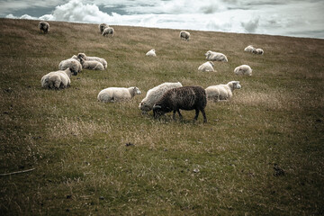 Obraz premium sheep in the field
