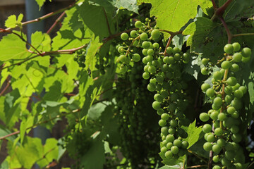 Wild vines and ripening grapes on the fence near the house