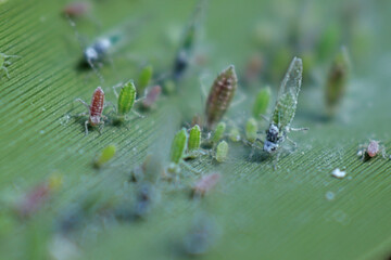 Shot of aphids that suck a plant