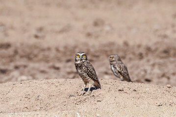 Burrowing Owl (Athene cunicularia) in Salton Sea area, Imperial Valley, California, USA