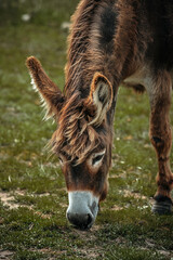 portrait of a donkey in a field