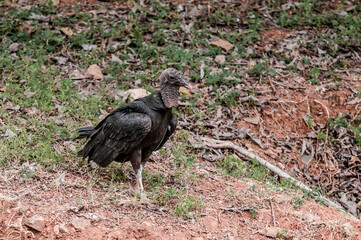 Black Vulture (Coragyps atratus) in tropical forest, Nicaragua
