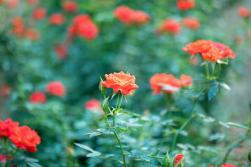 Fototapeta premium Beautiful colorful roses flower in the garden