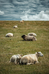 Fototapeta premium sheep and lambs
