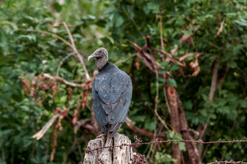 Black Vulture (Coragyps atratus) in tropical forest, Nicaragua