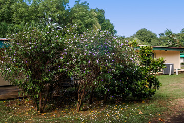 Fototapeta na wymiar Yesterday-today-and-tomorrow (Brunfelsia pauciflora) in park, Nicaragua