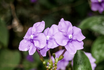 Yesterday-today-and-tomorrow (Brunfelsia pauciflora) in park, Nicaragua