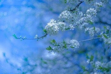 
White cherry blossoms against blue sky