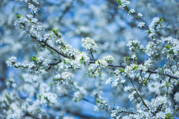 
White cherry blossoms against blue sky