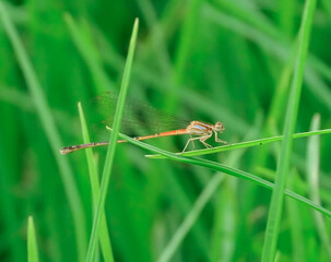 Libelula, insecto