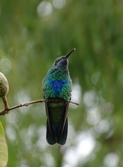 colibri