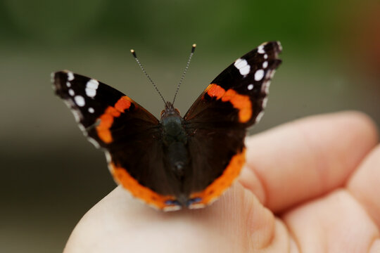 Butterfly, Rusalka admiral, Vanessa atalanta