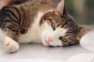 Katze liegt aufmerksam  und beobachtet