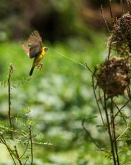 yellow bird nesting on a branch