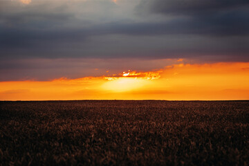 orange sunset. Quality photo. Wheat field against the background of bright colorful order and red sun. used as flashlights. beauty in the world. season agriculture grain harvest