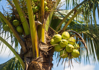 Fototapeta premium Bunch of coconut on the tree