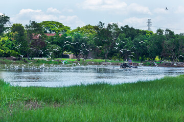
Asian farmers are using tractors in fields that have birds flying.