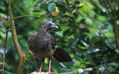 Guacharaca bird on a tree