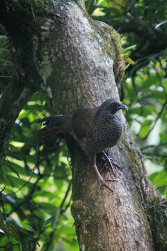 Guacharaca On A Tree