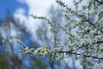 
White cherry blossoms against blue sky