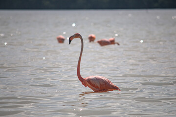 flamingo in the water alone sun
