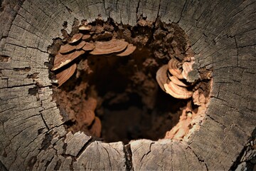 Mushrooms Growing On Tree Stump trunk