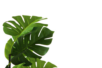 Branches and leaves of a green monstera on a white background. An isolated object. Copy of the space.