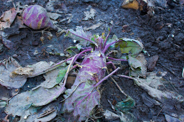 cabbage in autumn garden , Organic vegetables in the countryside