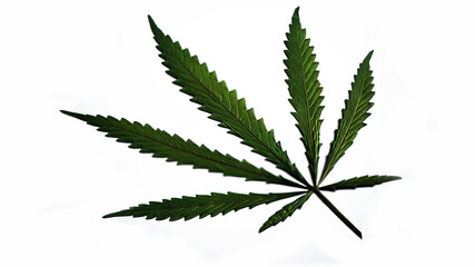 Cannabis leaf on a white background.Openwork leaf of hemp.Openwork leaf of hemp.Very textured green hemp leaf on a white table.