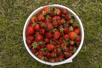 Fresh juicy red burgundy strawberries in a white bucket, top view.  Ripe berries just picked from the garden against a background of green grass.