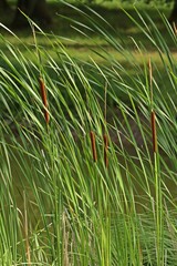 Schmalblättriger Rohrkolben (Typha angustifolia)