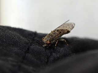 Regenbremse (Haematopota pluvialis)