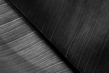 black and white leaf