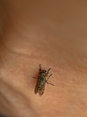 Regenbremse (Haematopota pluvialis) beim Blutsaugen auf der Haut